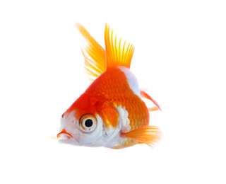 Photo of Beautiful bright small goldfish isolated on white