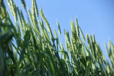 Photo of Wheat field on sunny day. Amazing nature in  summer