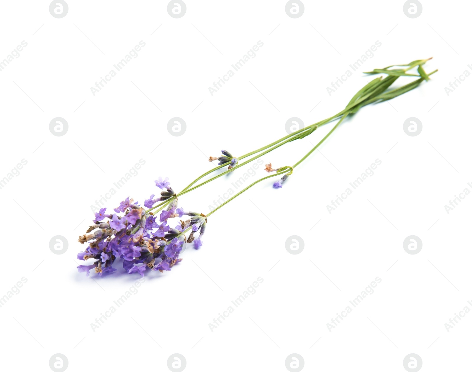 Photo of Beautiful blooming lavender flowers on white background