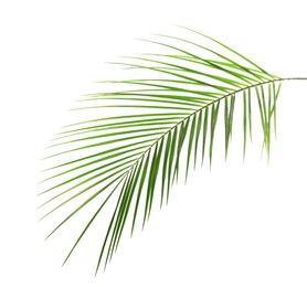 Fresh tropical date palm leaf on white background