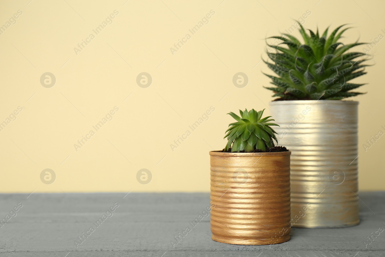 Photo of Beautiful houseplants in tin cans on grey wooden table. Space for text