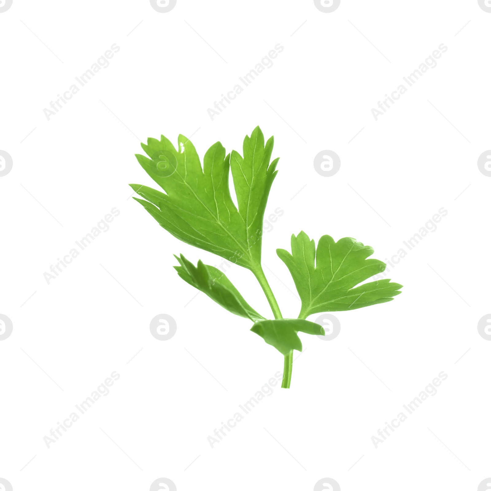 Photo of Fresh green organic parsley on white background