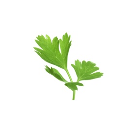 Photo of Fresh green organic parsley on white background