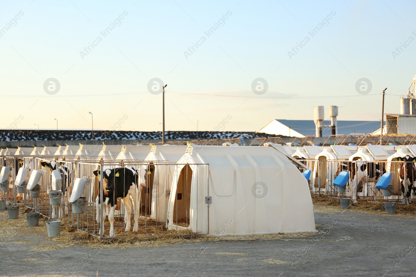 Photo of Pretty little calves near their hutches on farm. Animal husbandry