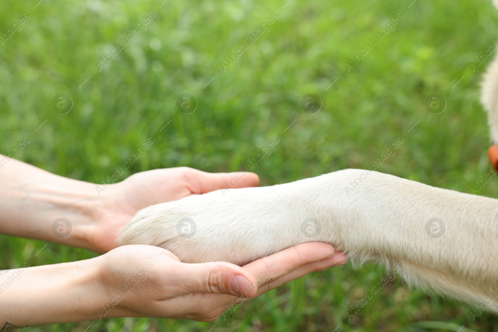 Photo of Dog giving paw to woman outdoors, closeup