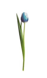 Image of Beautiful blue tulip isolated on white. Bright flower