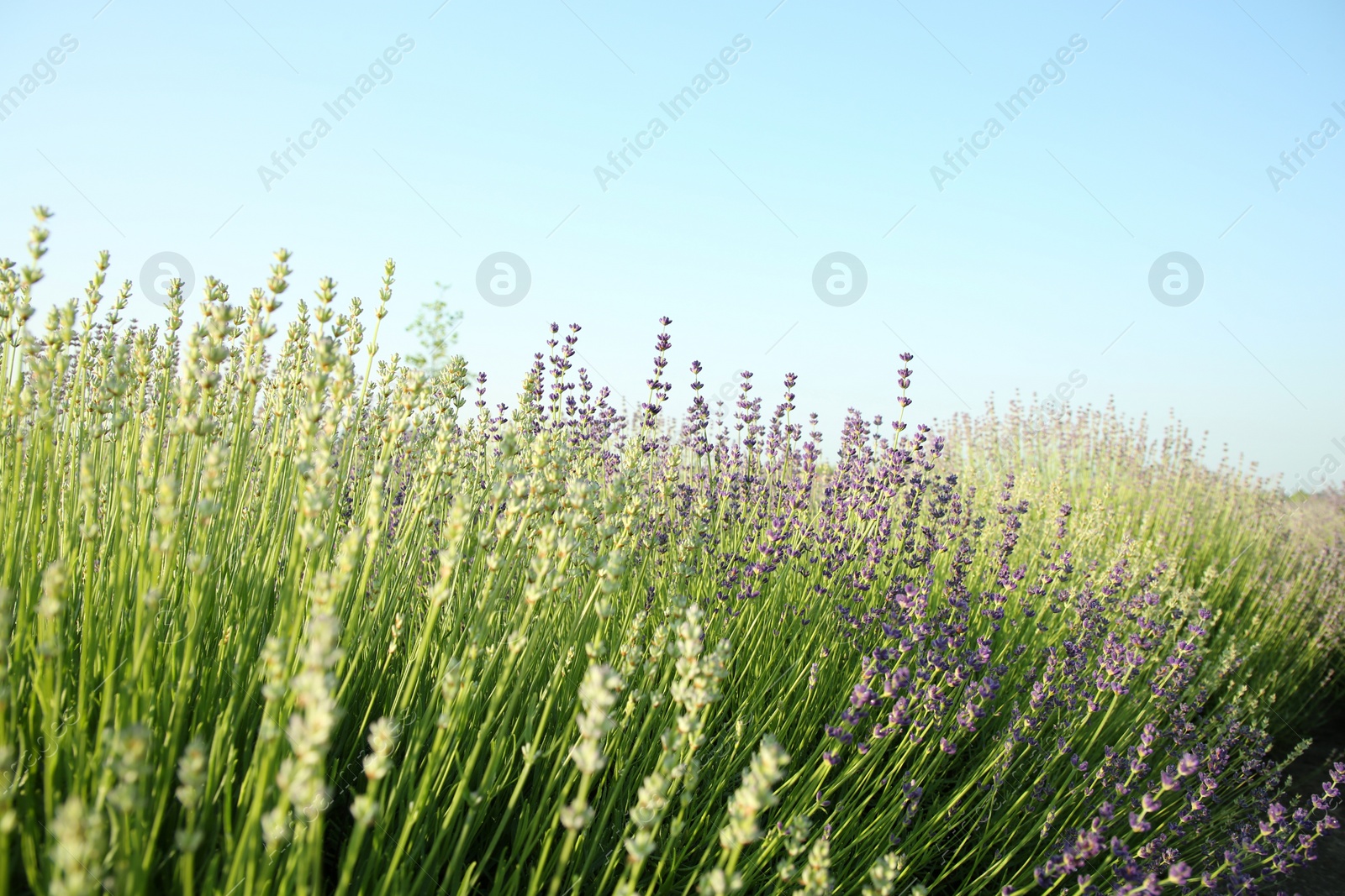 Photo of Beautiful view of blooming lavender growing in field