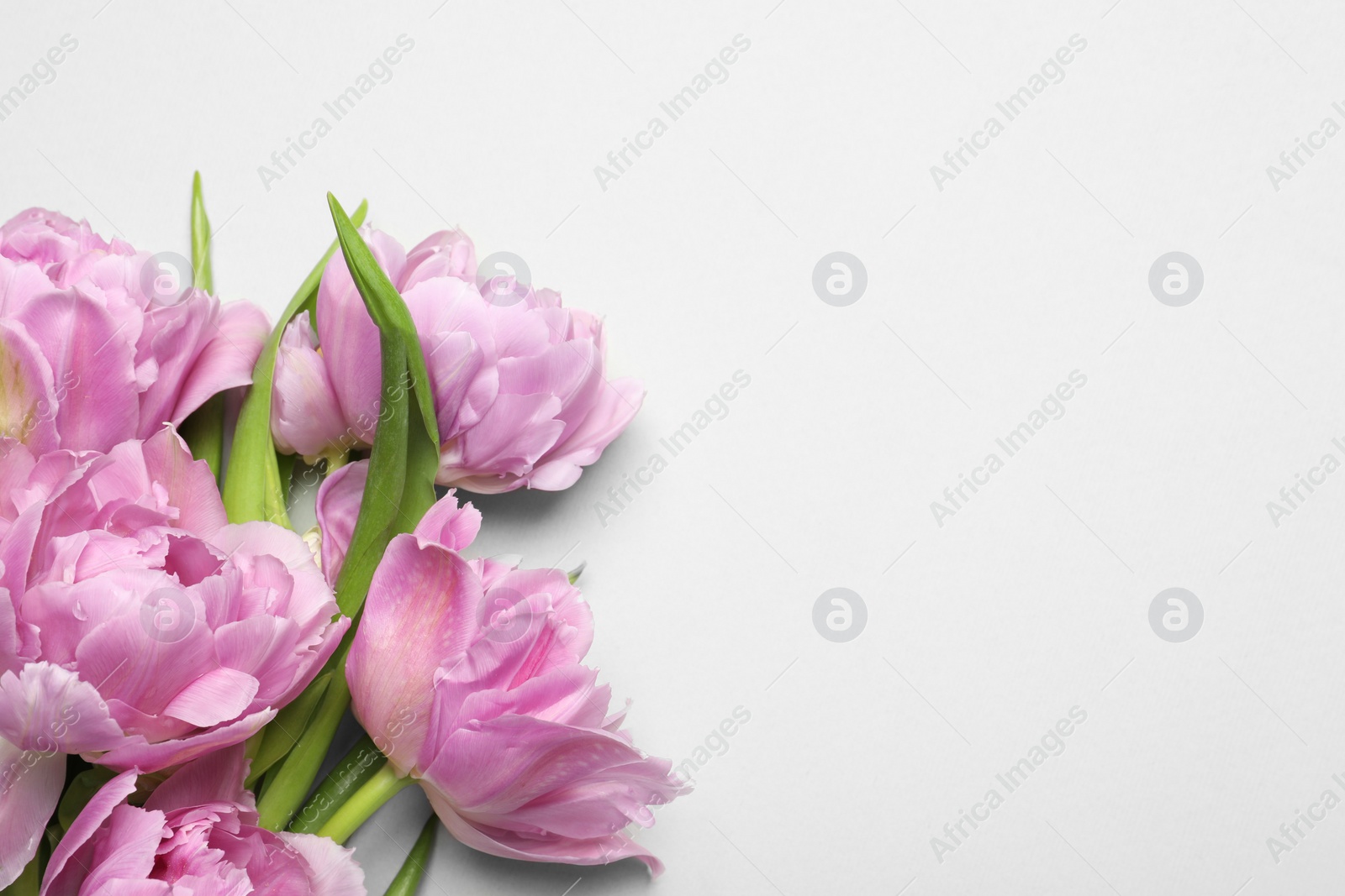 Photo of Beautiful colorful tulip flowers on white background, top view. Space for text