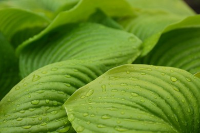 Closeup view of hosta plant with dew drops