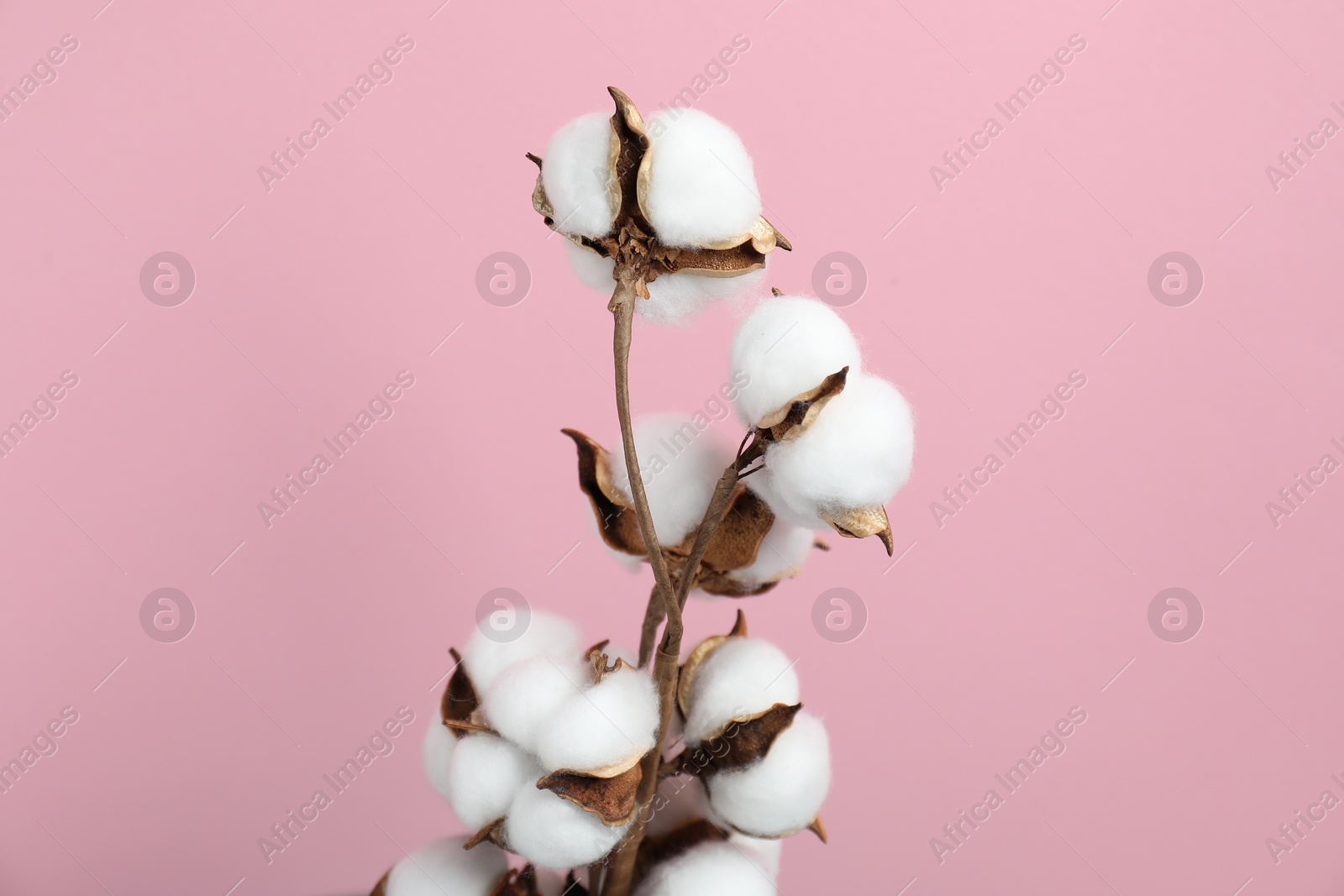 Photo of Beautiful cotton branch with fluffy flowers on pink background