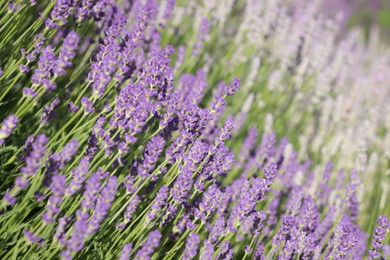 Beautiful blooming lavender plants in field on sunny day, closeup