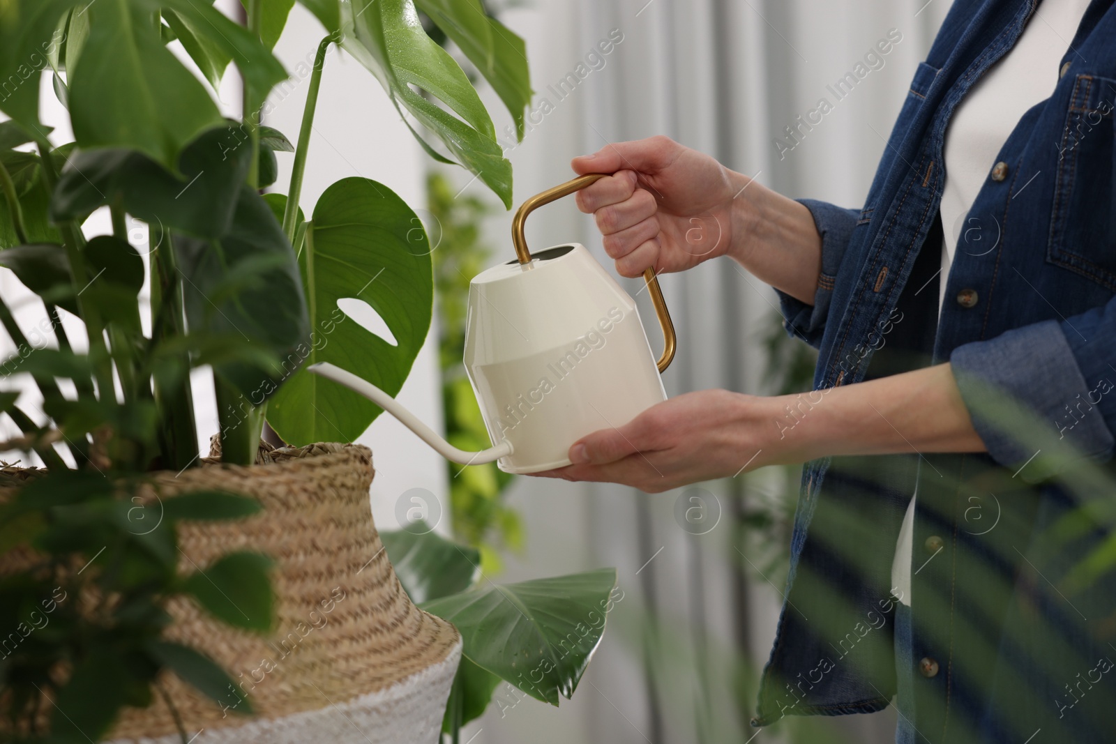 Photo of Woman watering beautiful potted houseplants at home, closeup