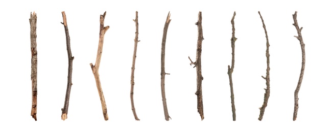 Image of Set of old dry tree branches on white background. Banner design