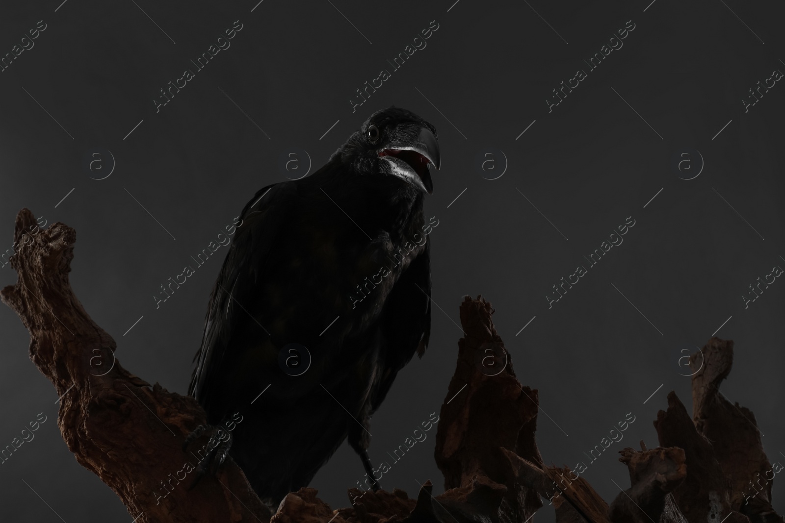 Photo of Beautiful common raven perched on wood against dark background