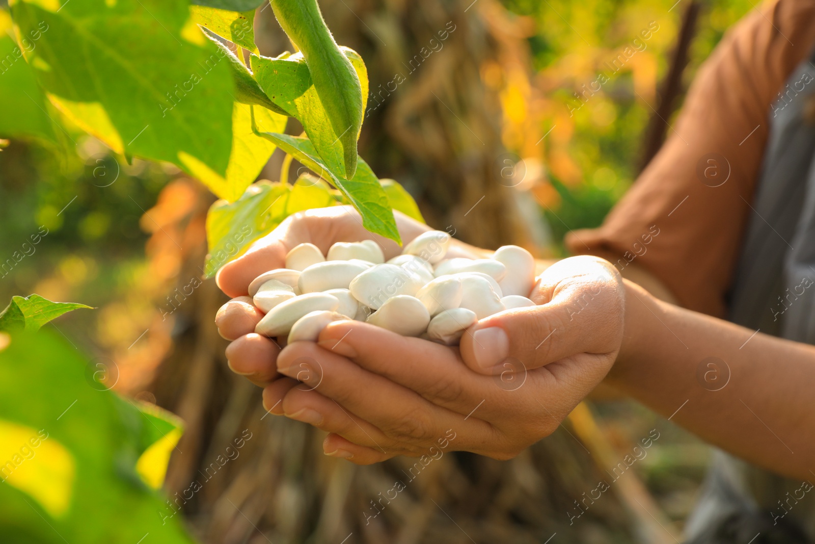 Photo of Woman holding white beans in hands outdoors, closeup