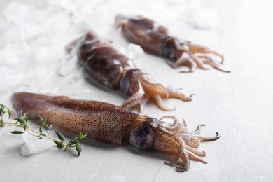 Fresh raw squids with ice and thyme on light table