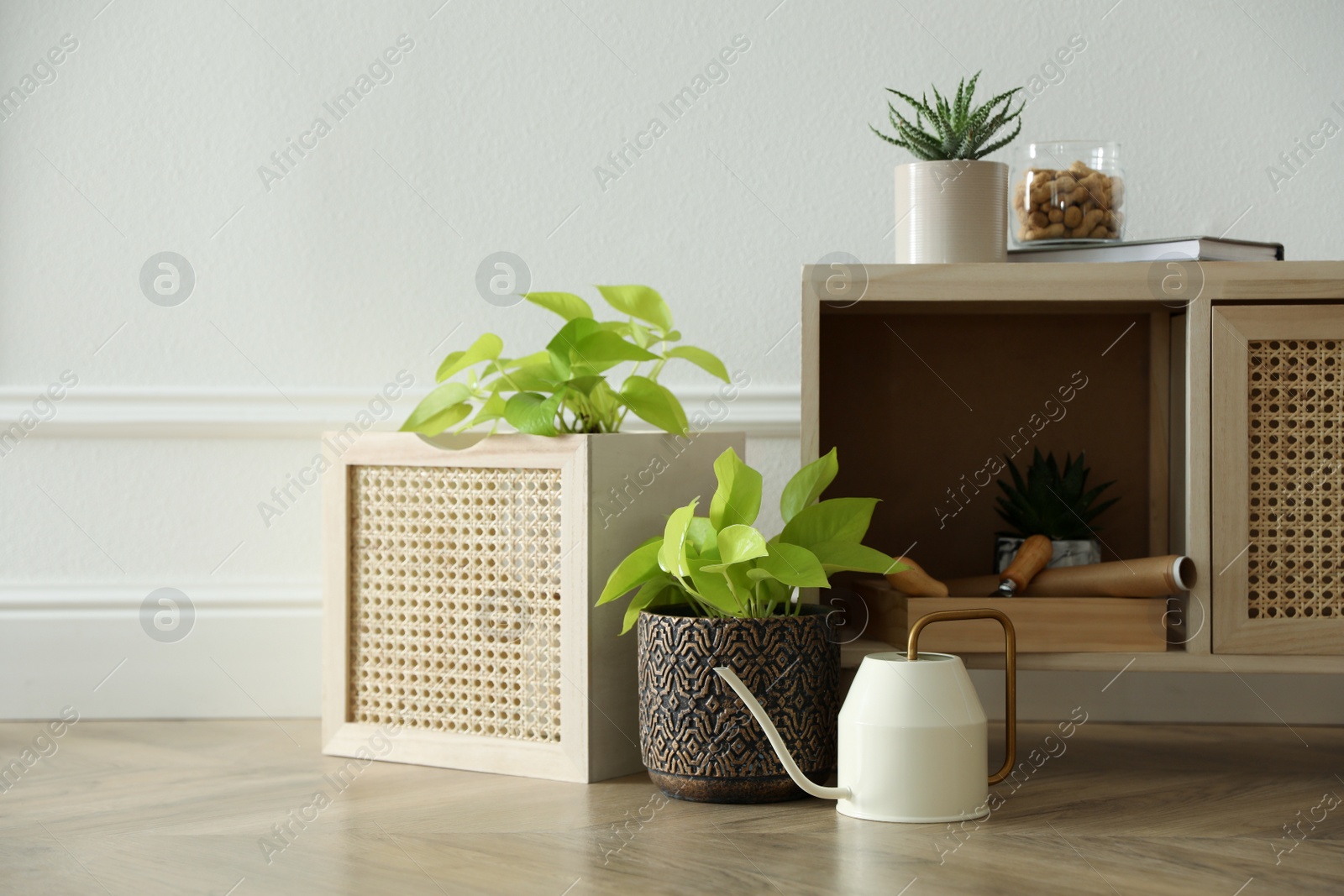 Photo of Many beautiful potted plants and watering can in room. Floral house decor
