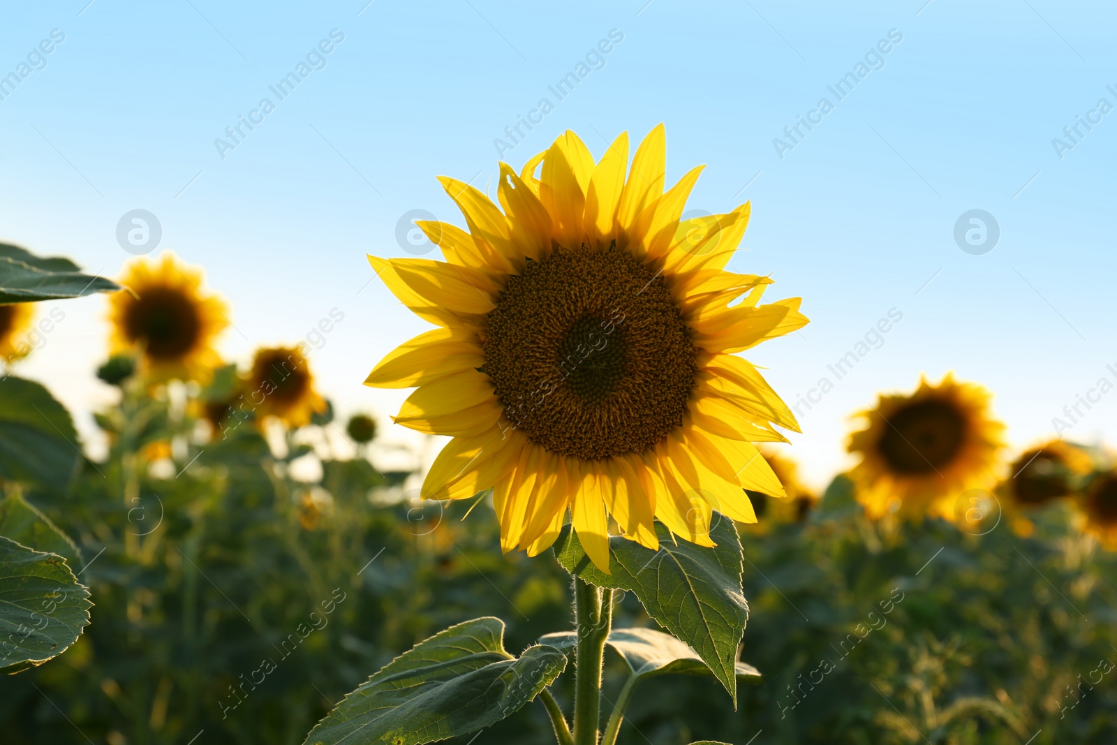 Photo of Beautiful blooming sunflower in field on summer day