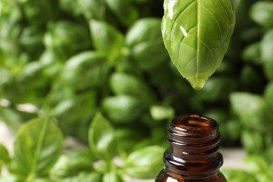 Photo of Dripping basil essential oil from green leaf into glass bottle against blurred background, closeup. Space for text