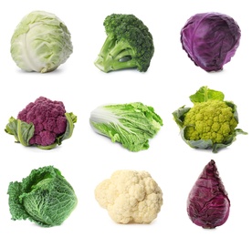 Image of Set with assortment of cabbages on white background