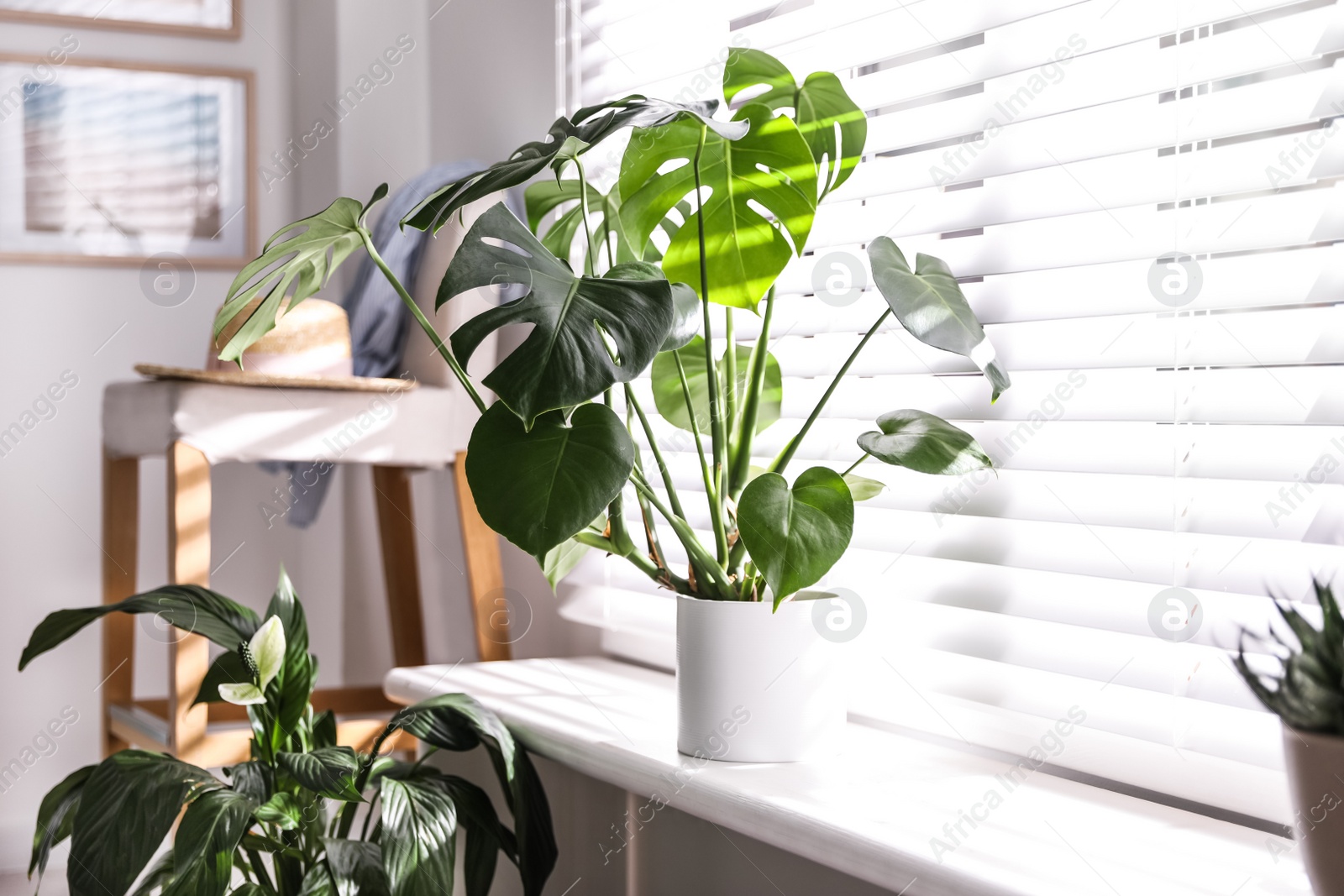 Photo of Beautiful potted plants on window sill at home