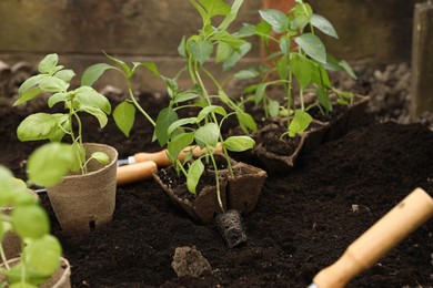 Photo of Seedlings with containers and gardening tools on soil outdoors