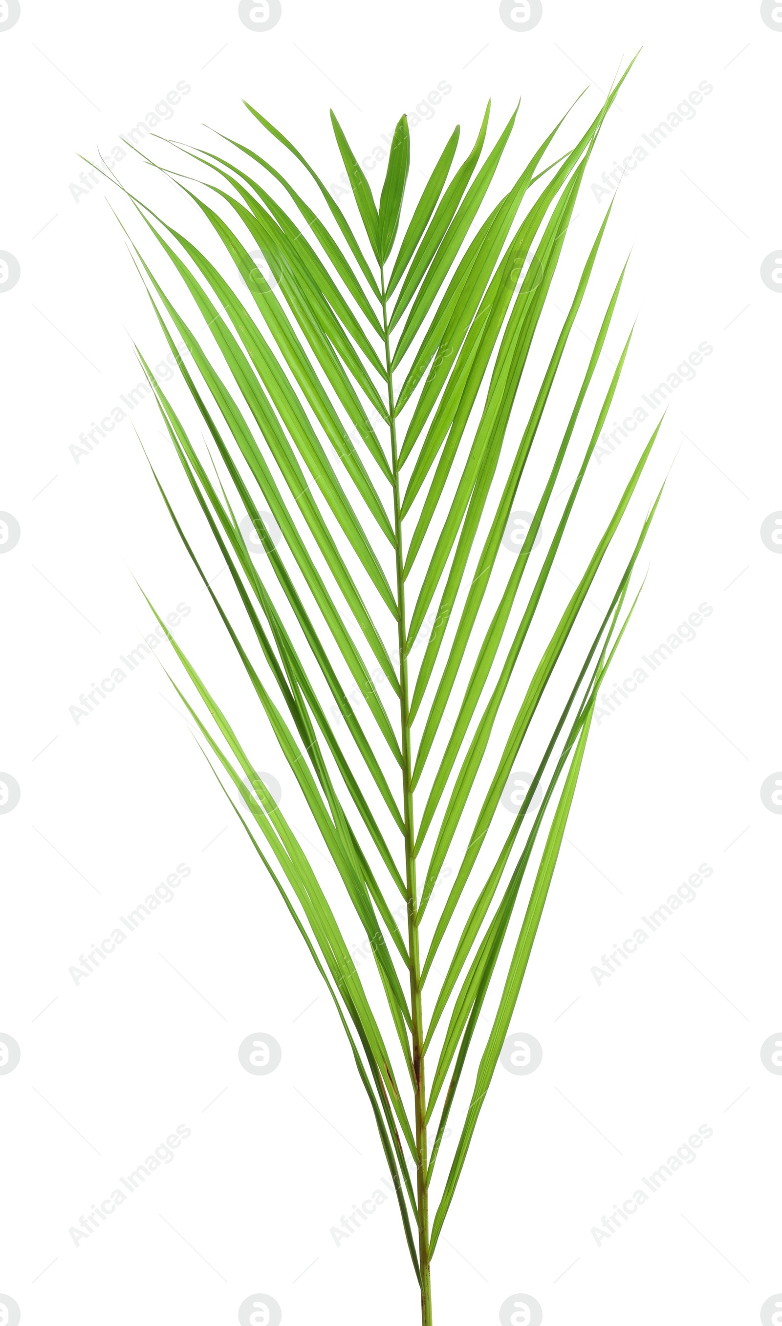 Photo of Beautiful tropical Sago palm leaf on white background