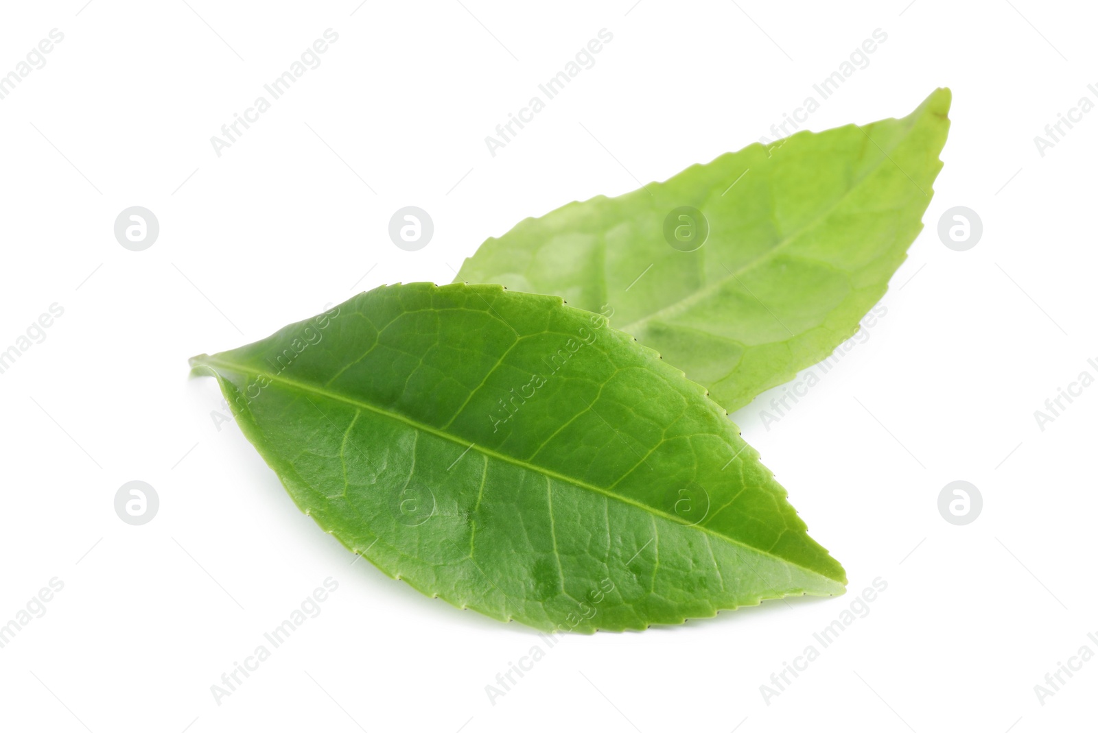 Photo of Green leaves of tea plant isolated on white