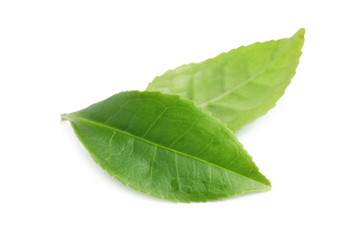 Green leaves of tea plant isolated on white