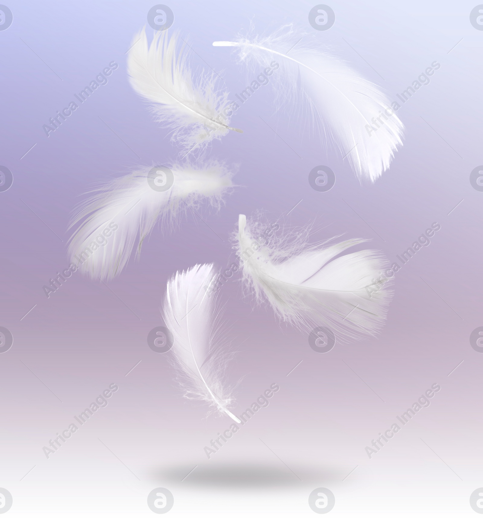 Image of Fluffy bird feathers falling on violet background