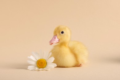 Photo of Baby animal. Cute fluffy duckling near flower on beige background