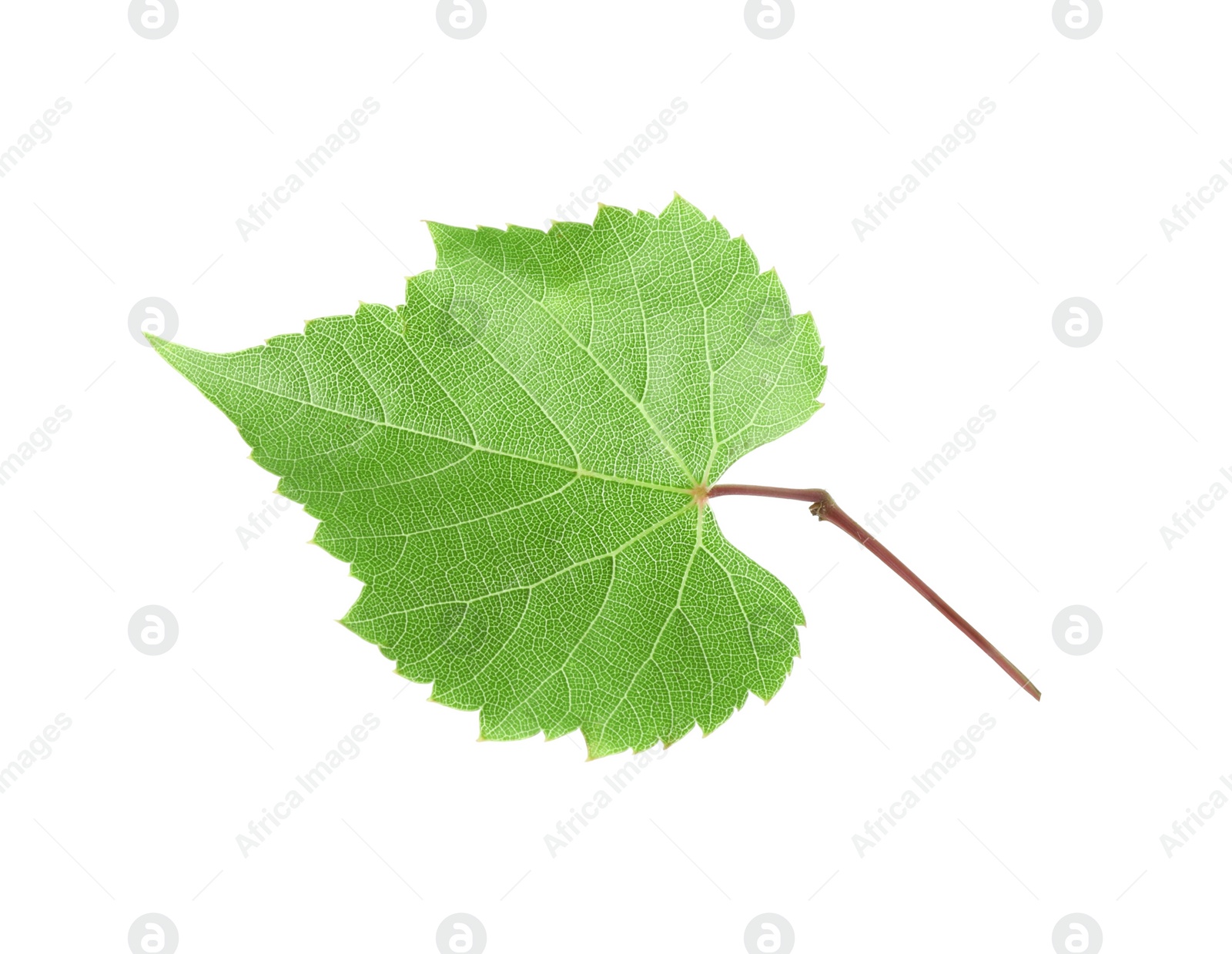 Photo of One green grape leaf isolated on white