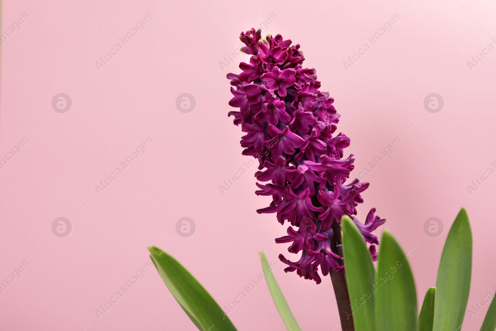 Photo of Beautiful spring hyacinth flower on color background. Space for text