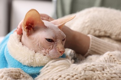 Photo of Woman stroking cute Sphynx cat on soft blanket at home, closeup. Lovely pet
