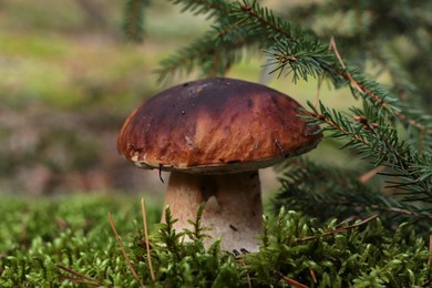 Photo of Beautiful porcini mushroom growing in forest near spruce tree, closeup