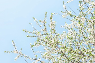 Blossoming spring tree on sky background
