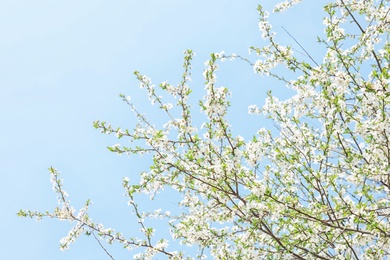 Photo of Blossoming spring tree on sky background