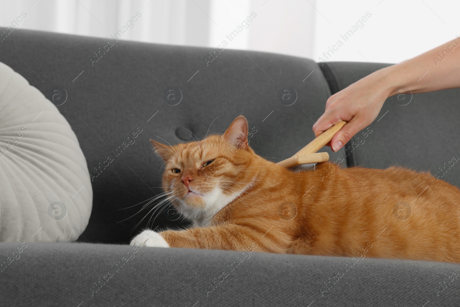 Photo of Woman brushing cute ginger cat's fur on couch indoors, closeup