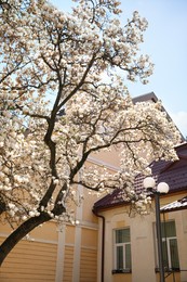 Beautiful blooming magnolia tree on spring day outdoors