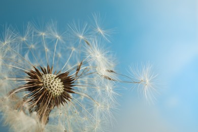 Photo of Beautiful dandelion flower on light blue background, closeup. Space for text