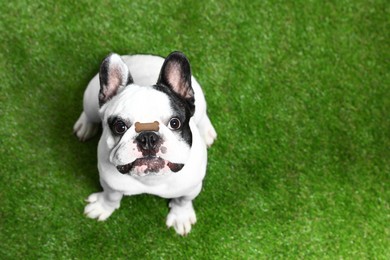 Image of Adorable dog with bone shaped cookie on nose outdoors. Space for text
