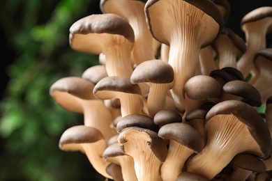 Photo of Fresh wild mushrooms on dark blurred background