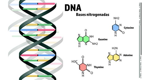 DNA bases nitrogenadas on white background. Illustration