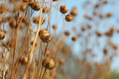 Photo of Beautiful dry flax plants against blurred background, closeup. Space for text
