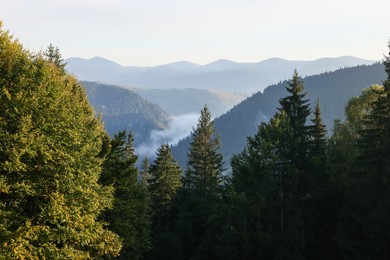 Photo of Picturesque view of mountain forest covered with fog