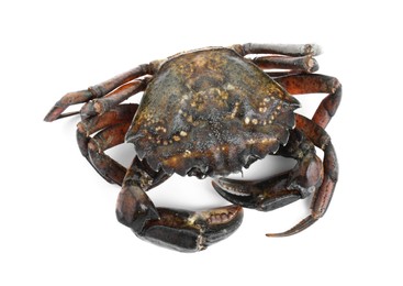 Photo of One fresh raw crab isolated on white, top view