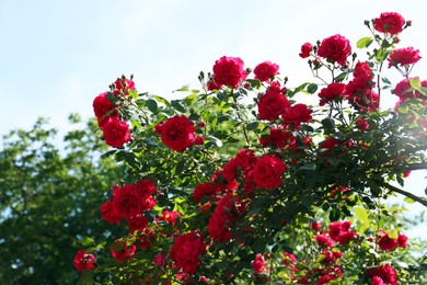 Photo of Beautiful blooming red rose bush outdoors on sunny day