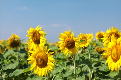 Photo of Beautiful view of sunflowers growing in field