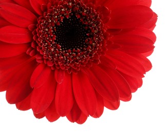 Beautiful red gerbera flower on white background