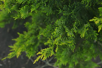 Photo of Beautiful green thuja branches outdoors, closeup. Coniferous tree